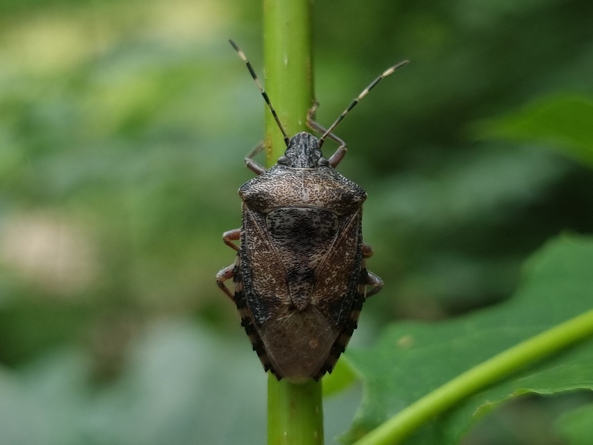 Rhaphigaster nebulosa - bencepoloska