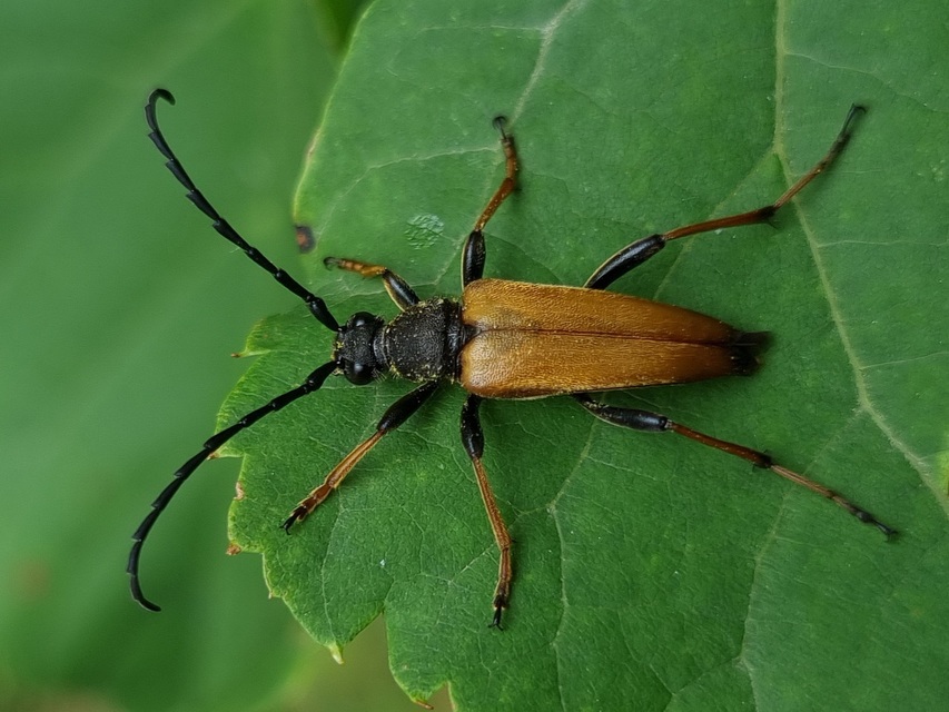 Stictoleptura rubra - vörös virágcincér