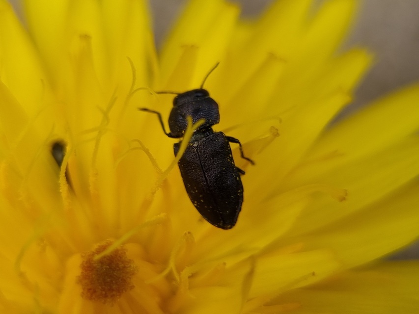 Anthaxia quadripunctata - fekete virágdíszbogár Anthaxia quadripunctata - fekete virágdíszbogár