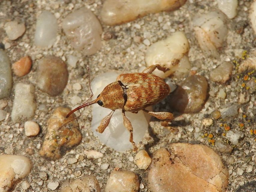Curculio venosus - tarajos zsuzsóka