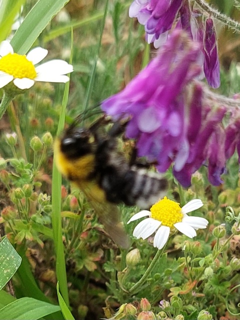 Bombus - poszméhek