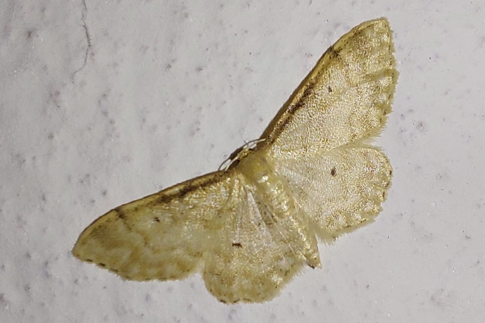 Idaea fuscovenosa - szürkeszélű apróaraszoló