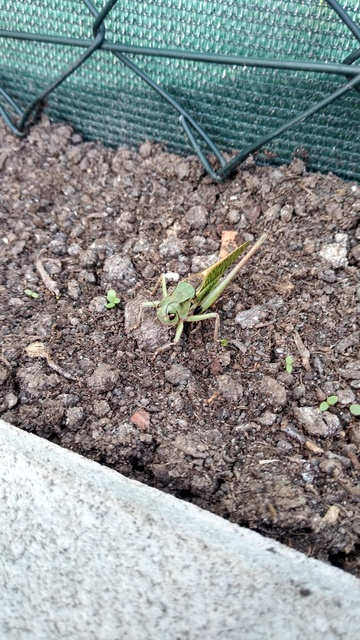 Decticus verrucivorus - szemölcsevő szöcske