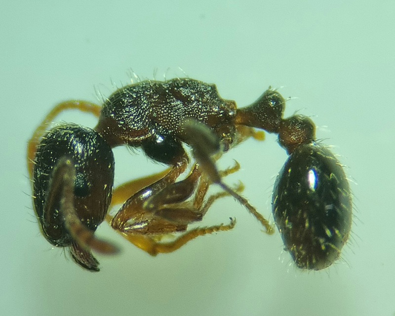 Tetramorium ferox - orosz gyepihangya