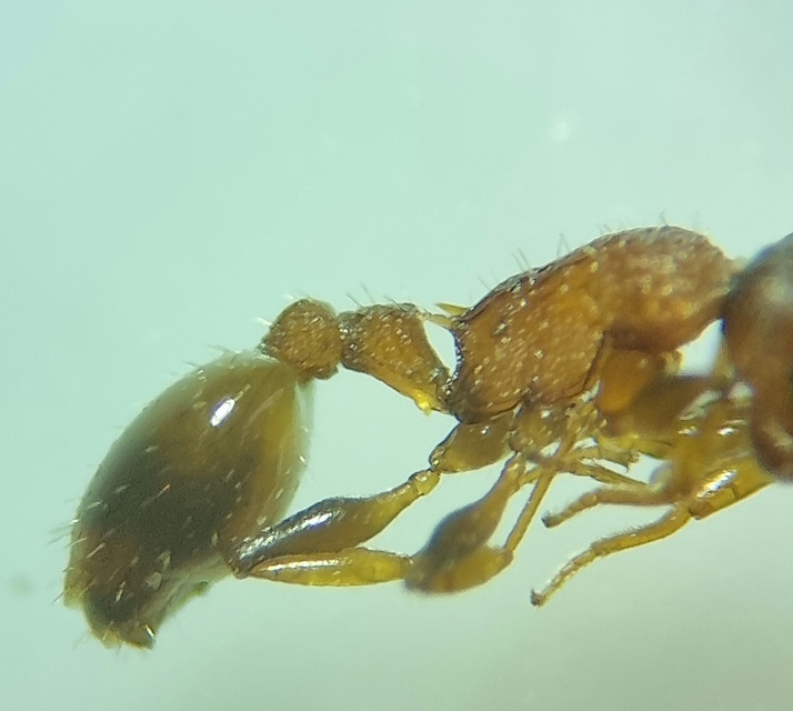 Temnothorax affinis - erdei kéreghangya
