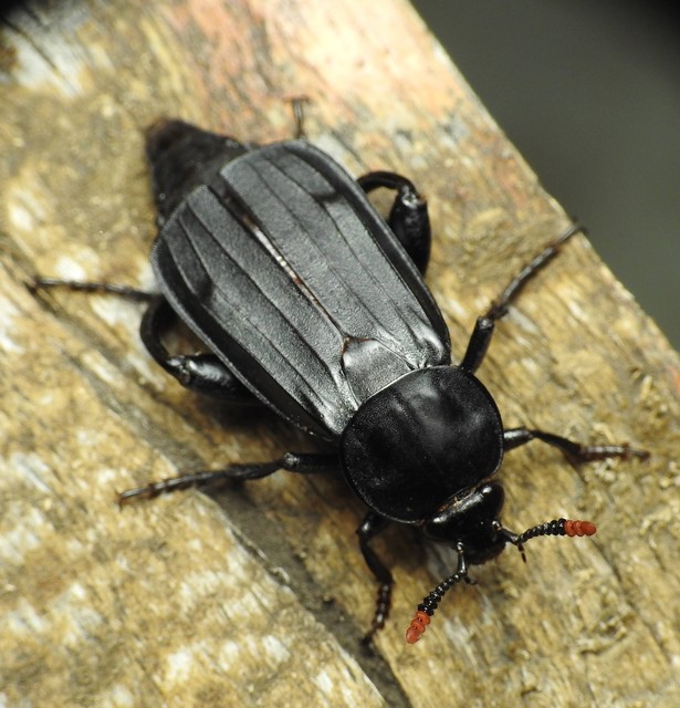 Necrodes littoralis - nagy dögbogár