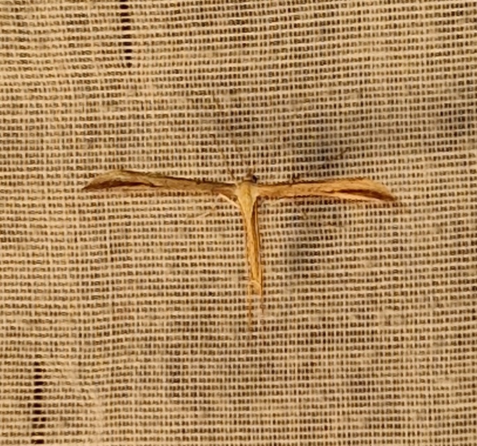 Emmelina monodactyla/argoteles