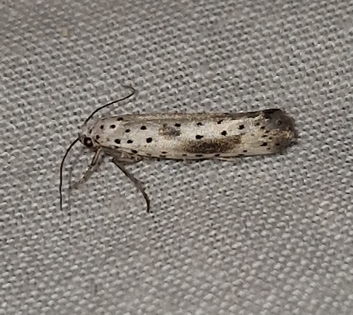 Yponomeuta irrorella - pókhálós kökénymoly