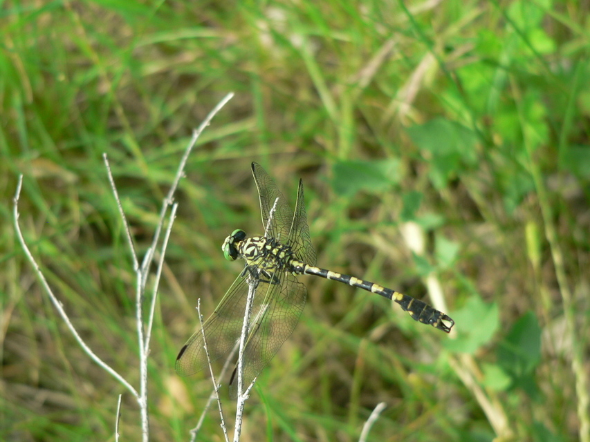 Onychogomphus forcipatus - gyűrűs folyami-szitakötő