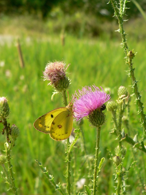 Colias alfacariensis - déli kéneslepke