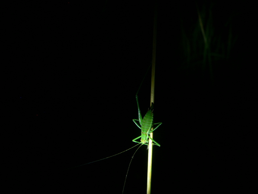 Leptophyes albovittata - közönséges virágszöcske