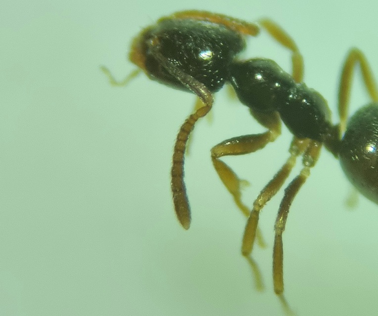 Plagiolepis pygmaea - lapos törpehangya