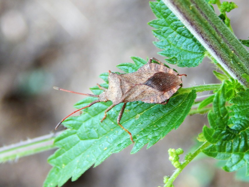 Coreus marginatus - közönséges karimáspoloska