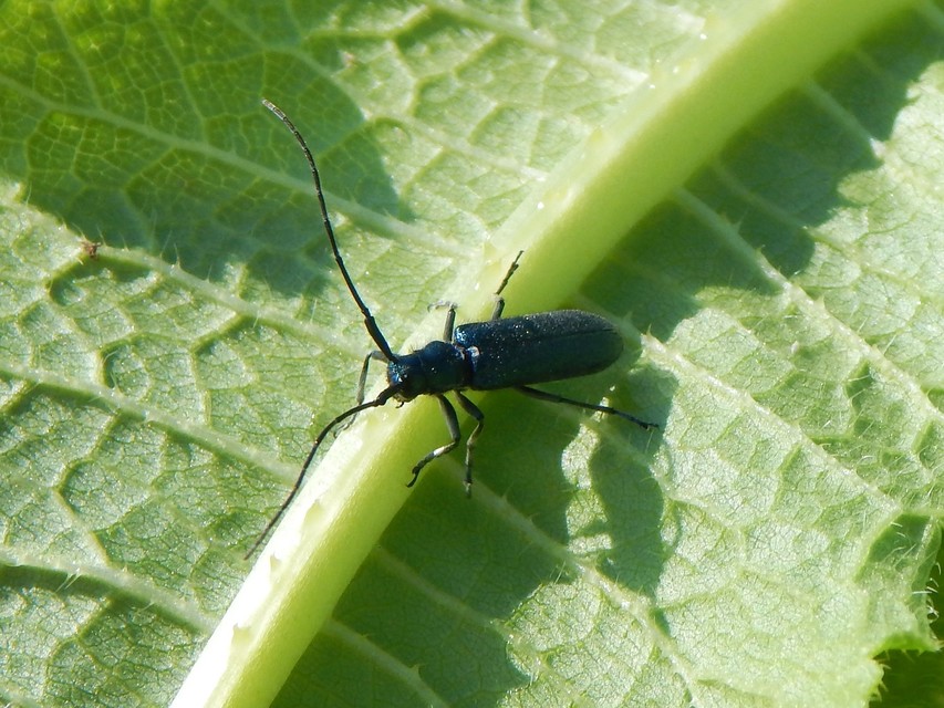 Agapanthia