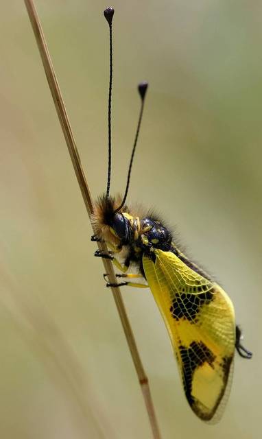 Libelloides macaronius - keleti rablópille