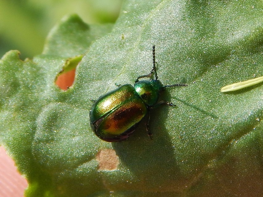 Gastrophysa viridula - sóska-levélbogár Gastrophysa viridula - sóska-levélbogár