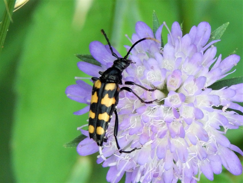 Leptura quadrifasciata - feketeszőrű szalagoscincér