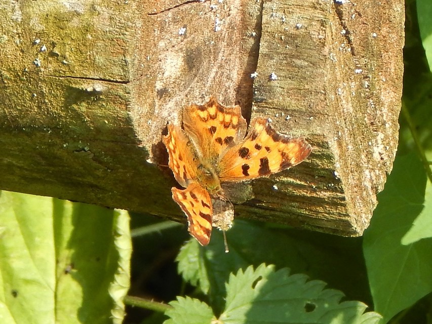 Nymphalis c-album - C-betűs lepke