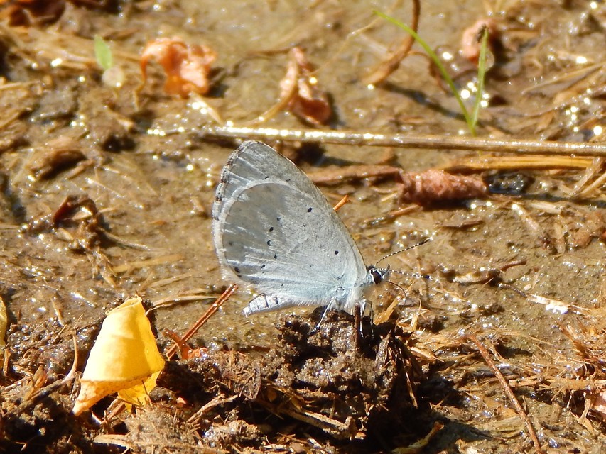Celastrina argiolus - bengeboglárka