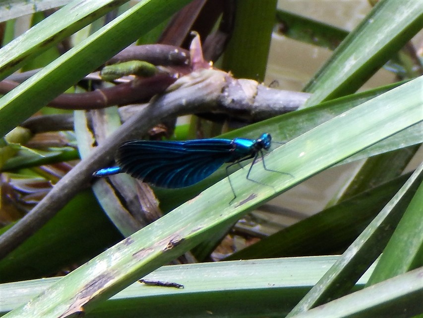 Calopteryx virgo - kisasszony-szitakötő