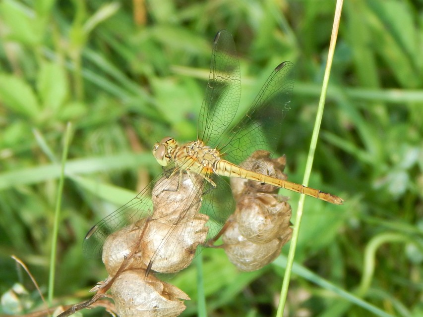 Sympetrum meridionale - fakó katona-szitakötő