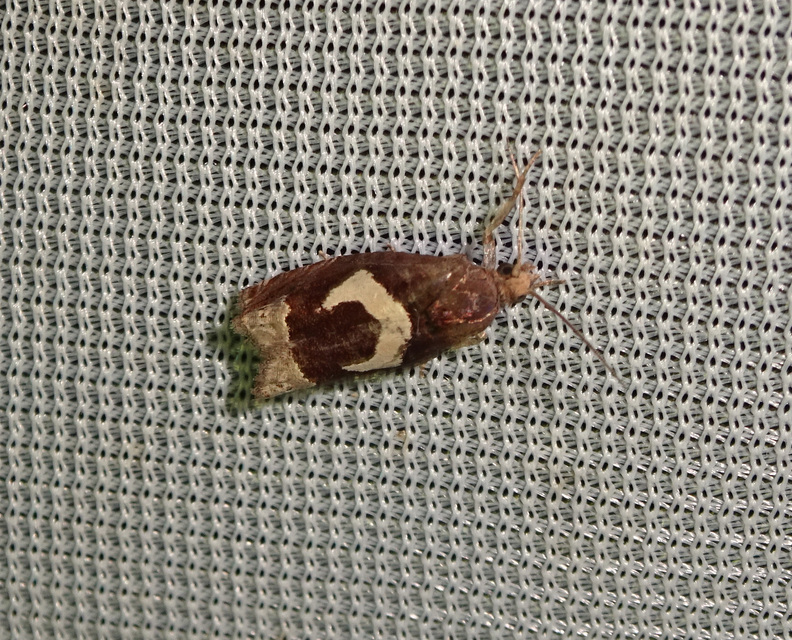 Epiblema foenella - kampósfoltú tükrösmoly