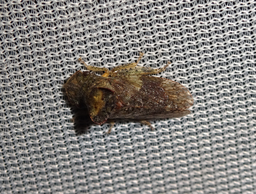 Ledra aurita - füleskabóca