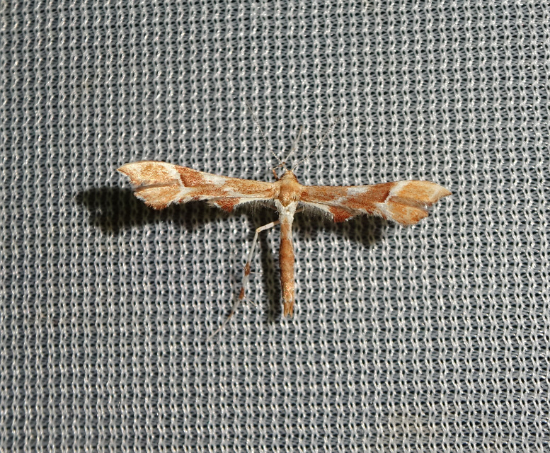 Cnaemidophorus rhododactyla - rózsabogyó-tollasmoly Cnaemidophorus rhododactyla - rózsabogyó-tollasmoly