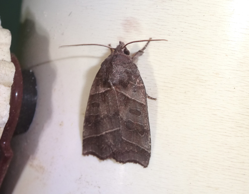 Ipimorpha retusa - sarlós fűzbagoly