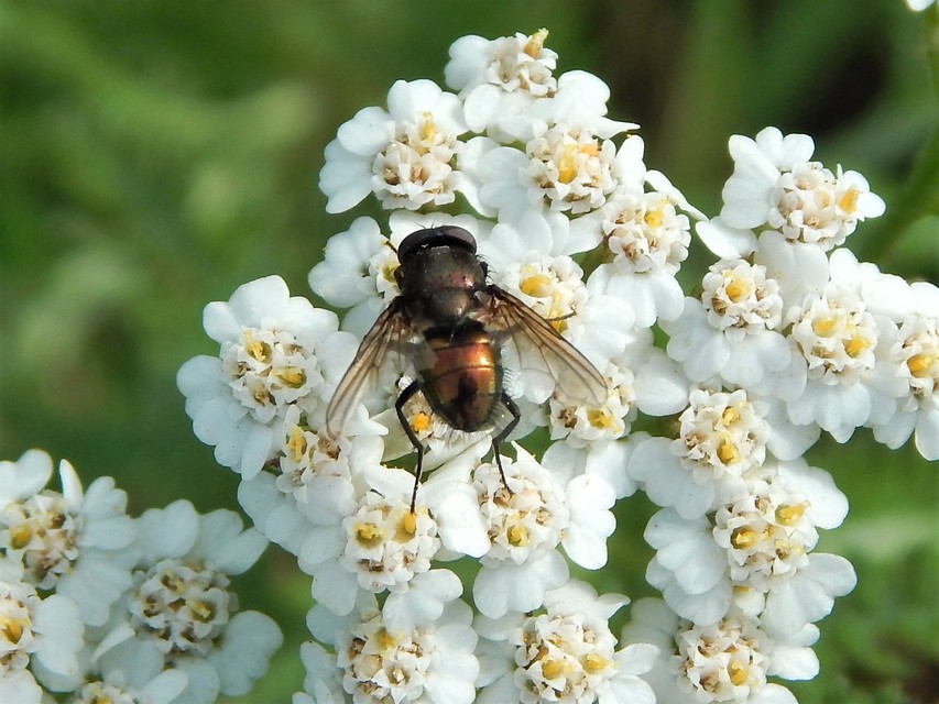 Diptera - Kétszárnyúak