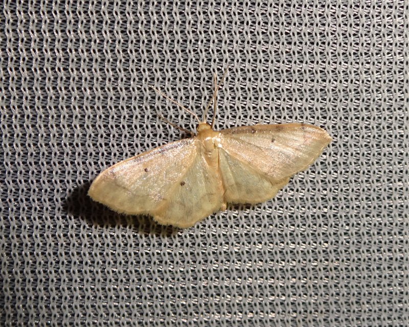 Idaea politaria - vonalas apróaraszoló
