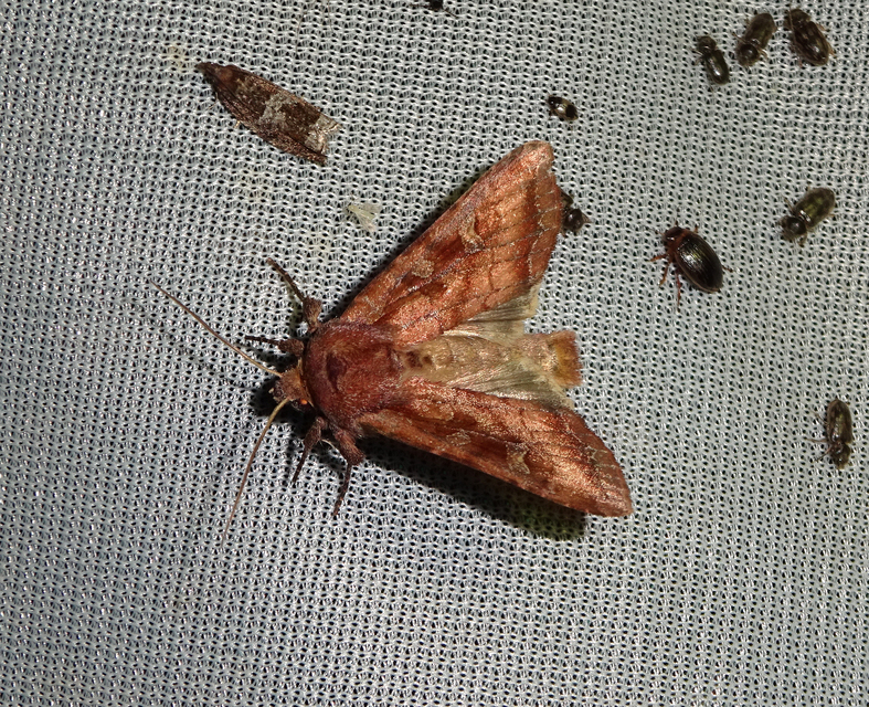 Lacanobia splendens - mocsári kertibagoly