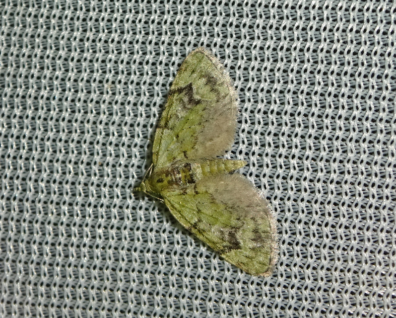 Chloroclystis v-ata - zöldes törpearaszoló