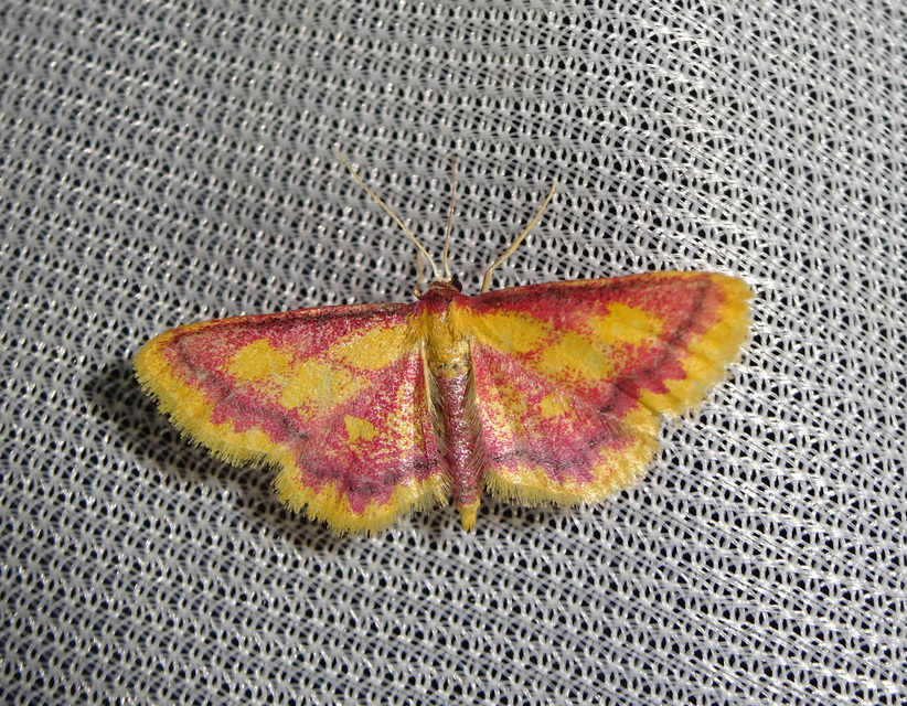 Idaea muricata - mocsári pirosaraszoló