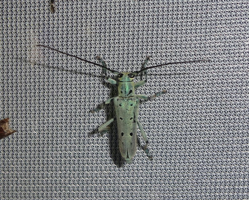 Saperda octopunctata - nyolcpontos cincér