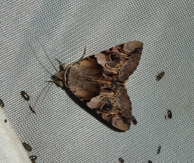 Catocala fulminea - galagonya-övesbagoly