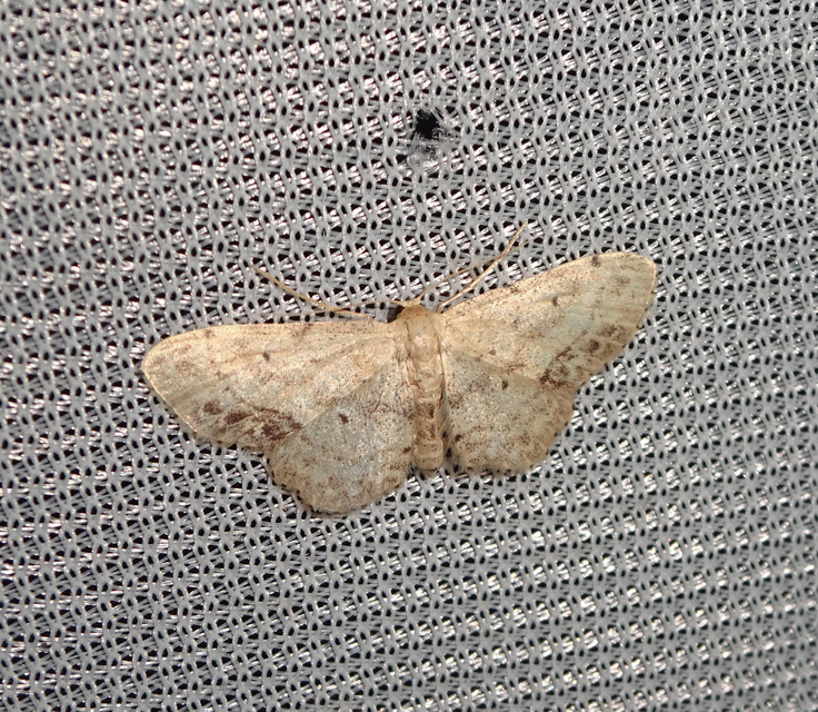 Idaea dimidiata - gyakori apróaraszoló