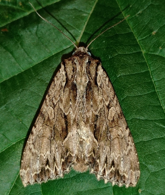 Apamea monoglypha - nagy dudvabagoly