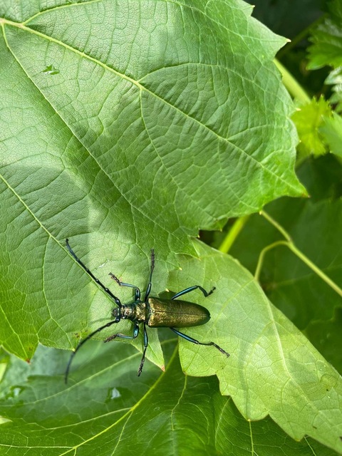 Aromia moschata - pézsmacincér