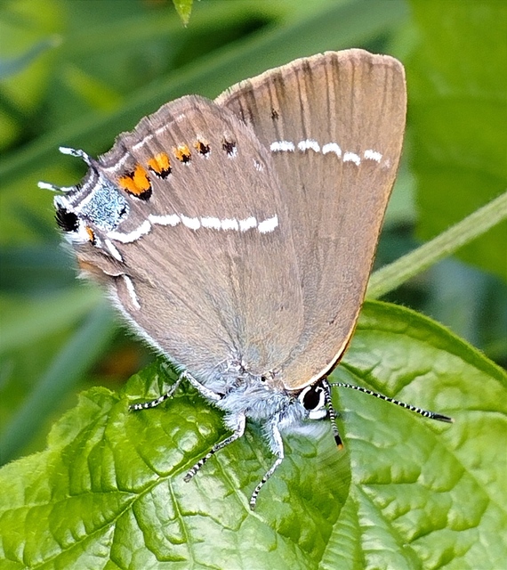 Satyrium spini - kökény-csücsköslepke