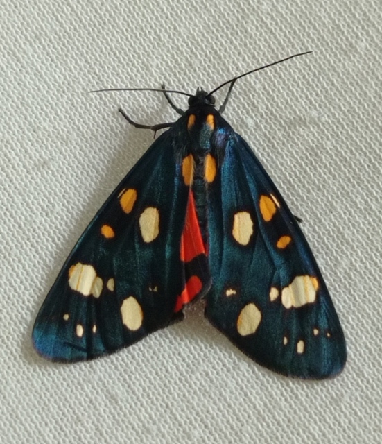 Callimorpha dominula - fémes medvelepke