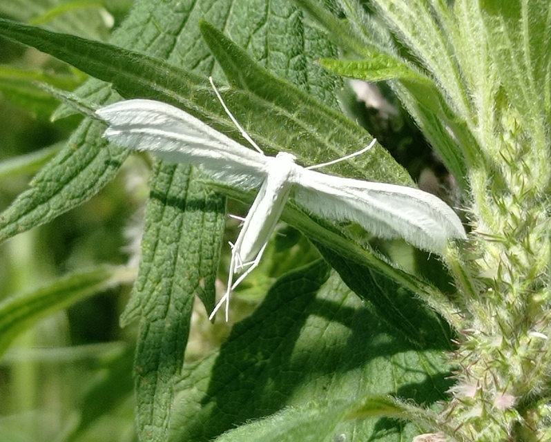 Pterophorus pentadactyla - fehér tollasmoly