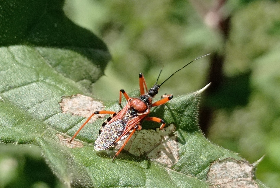 Rhynocoris iracundus - közönséges gyilkospoloska