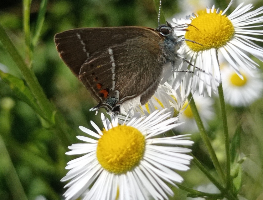 Satyrium spini - kökény-csücsköslepke