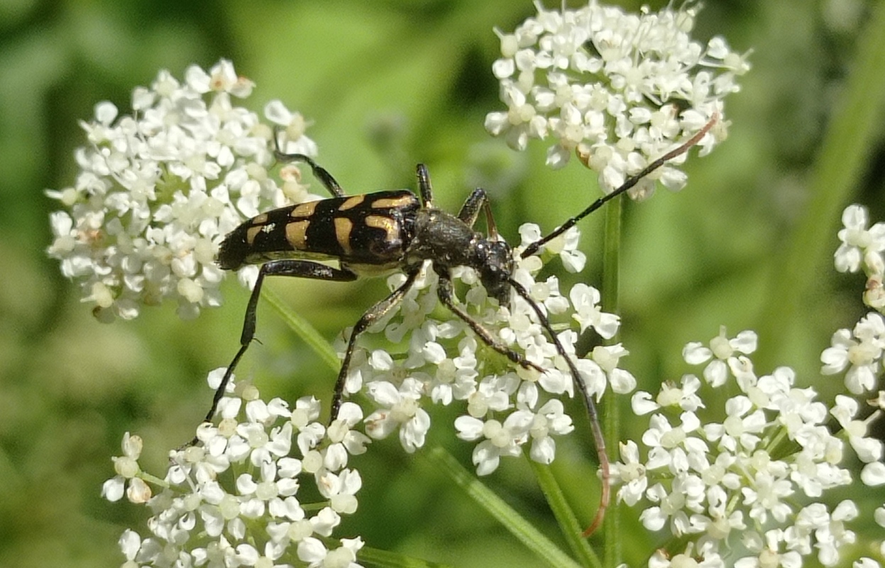 Leptura annularis - völgycincér