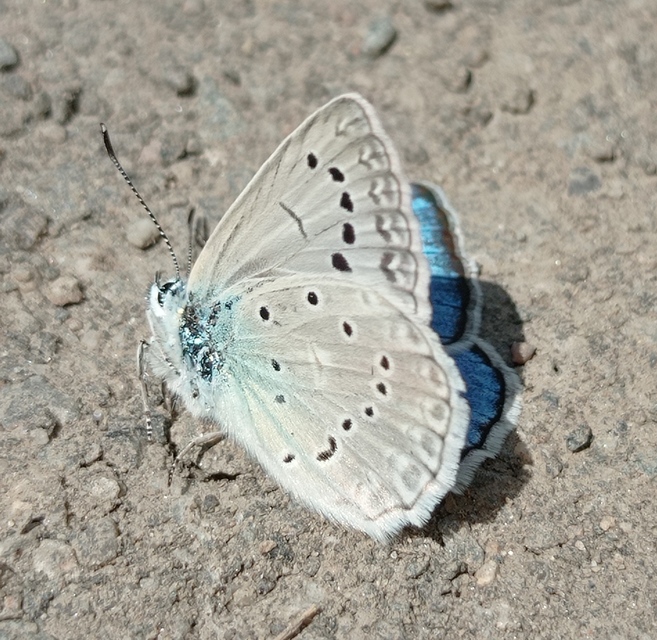 Polyommatus daphnis - csipkés boglárka