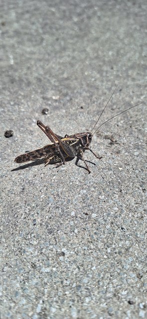 Decticus verrucivorus - szemölcsevő szöcske
