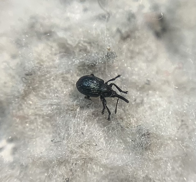 Omphalapion pseudodispar - déli cickányormányos