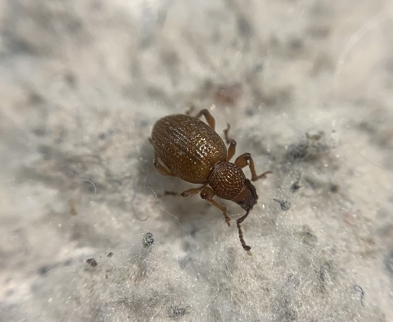 Otiorhynchus ovatus - apró gyalogormányos