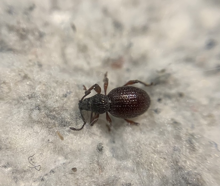 Otiorhynchus ovatus - apró gyalogormányos